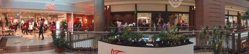 marczika bonsai studio bonsai vasarlasi lehetoseg budapesten a westend city centerben